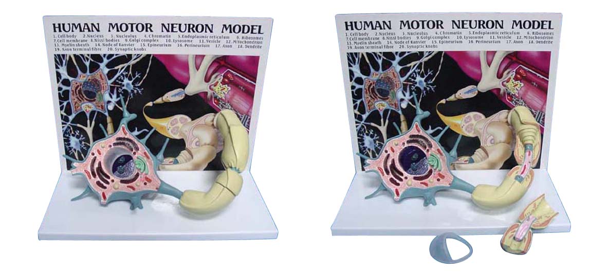 ms05e003,human vertical motor nerve cell model.